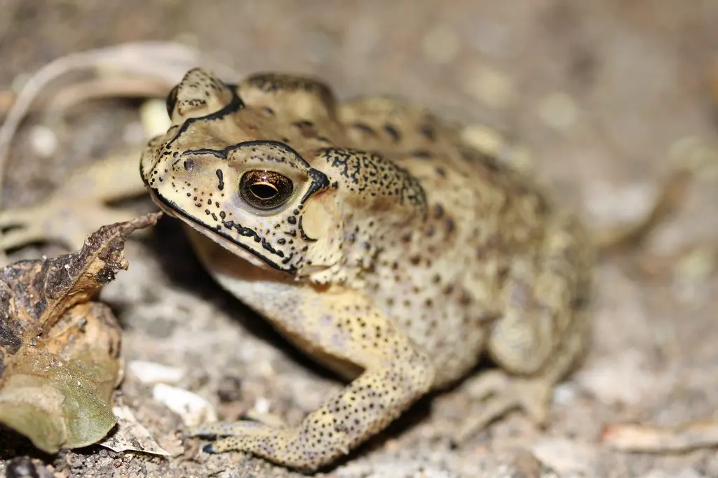 Asian common toad-swarborno.com