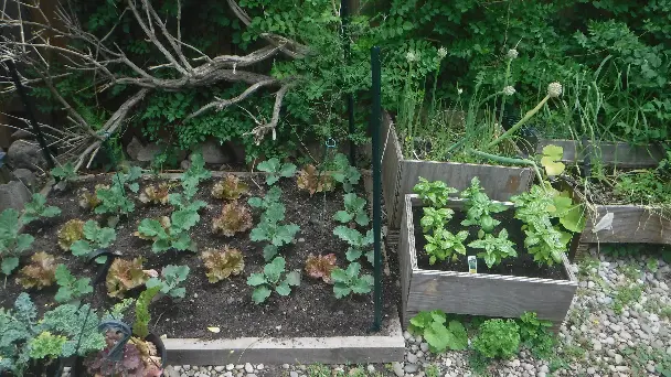 Kale Lettuce Basil Onion