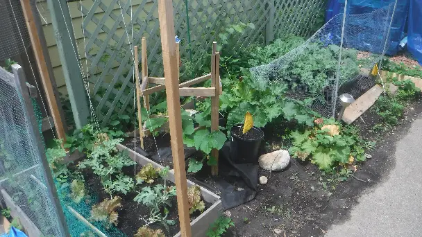 Watermelon Zucchini Kale