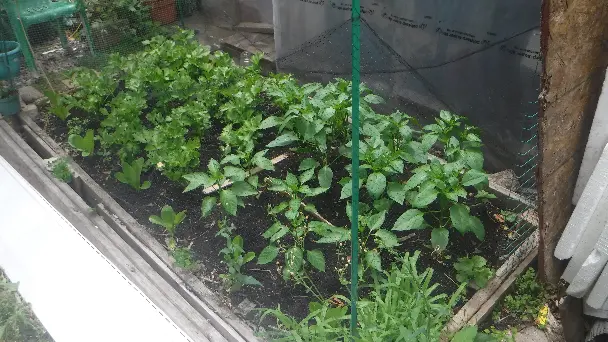 Lettuce Bell Pepper Celery