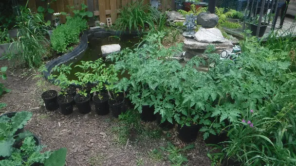 Gardener's Delight Cherry Tomato