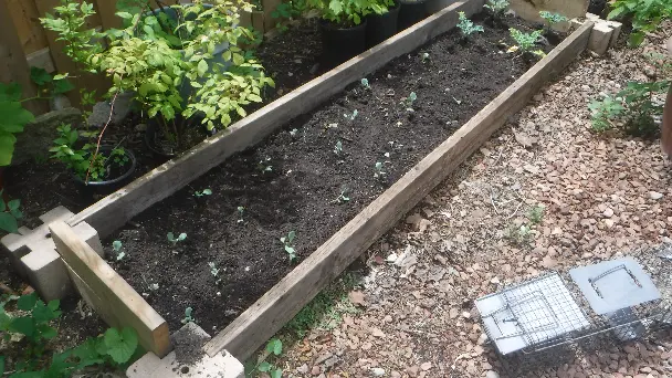 Brussell Sprouts