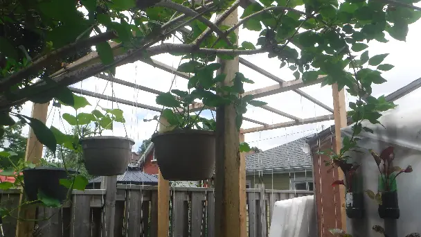 Vertical Gardening