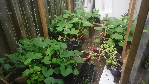 Vertical Gardening 2