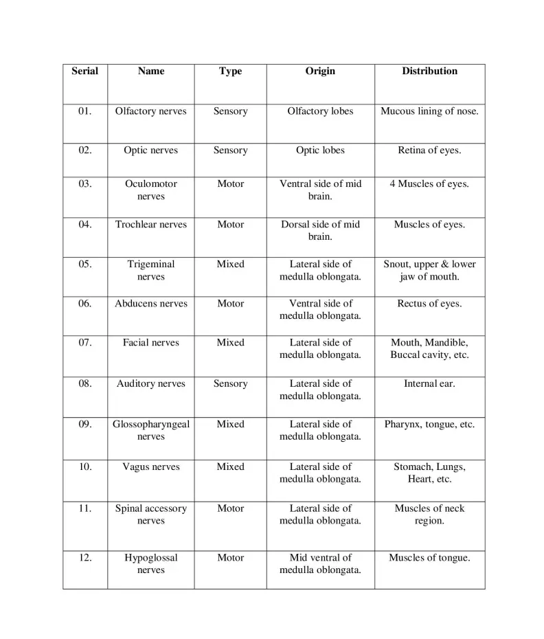 Cranial nerves of guinea pig
