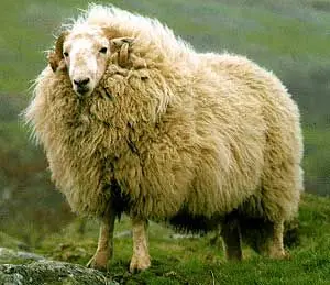 Welsh Sheep in public domain