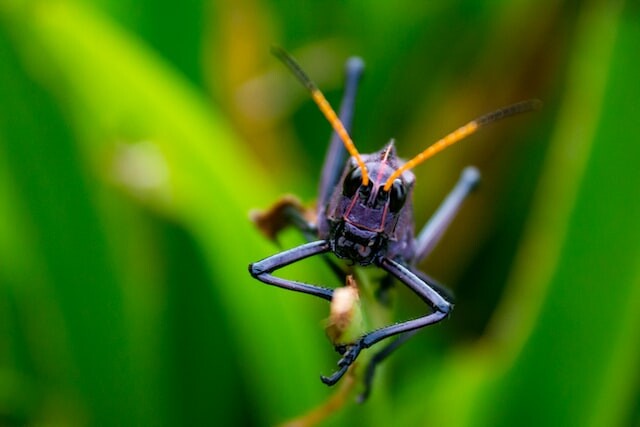 Picture of a locust