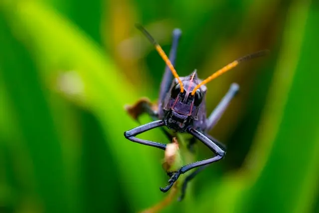 Picture of a locust