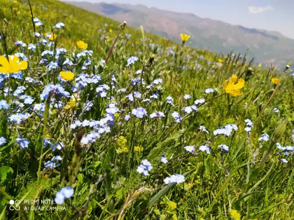 Mountain village of “Shekar Dasht” in Talesh- Iran – So So many Flowers
