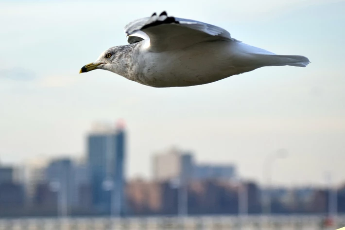 City Bird