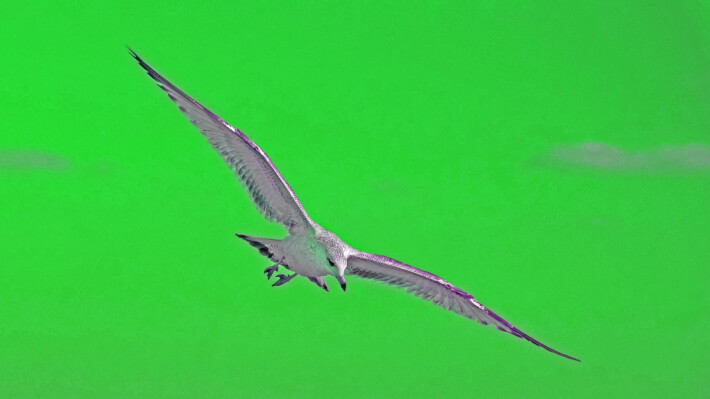 Herring Gull in the green sky. Love green skies!