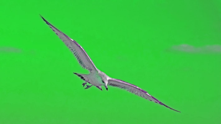 Herring Gull in the green sky. Love green skies!