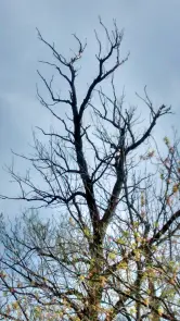 fruit of the tree