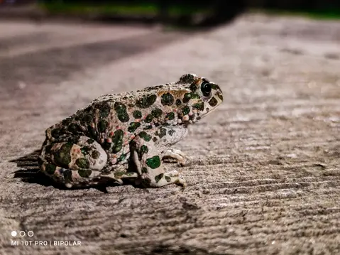 mobilography11
