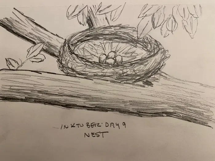 Nest with four eggs on a forked tree branch - pencil