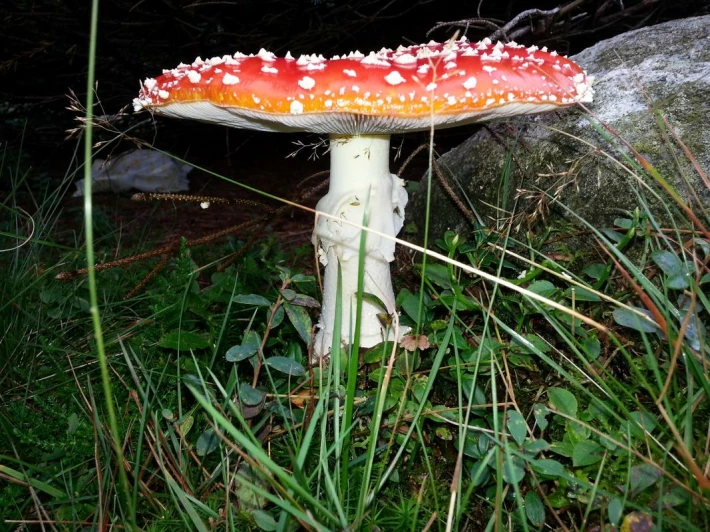351665157-e764ea5f13230e84989e9c1e7c96e00c3368cf5c26901fcdf89205b125786453.jpeg