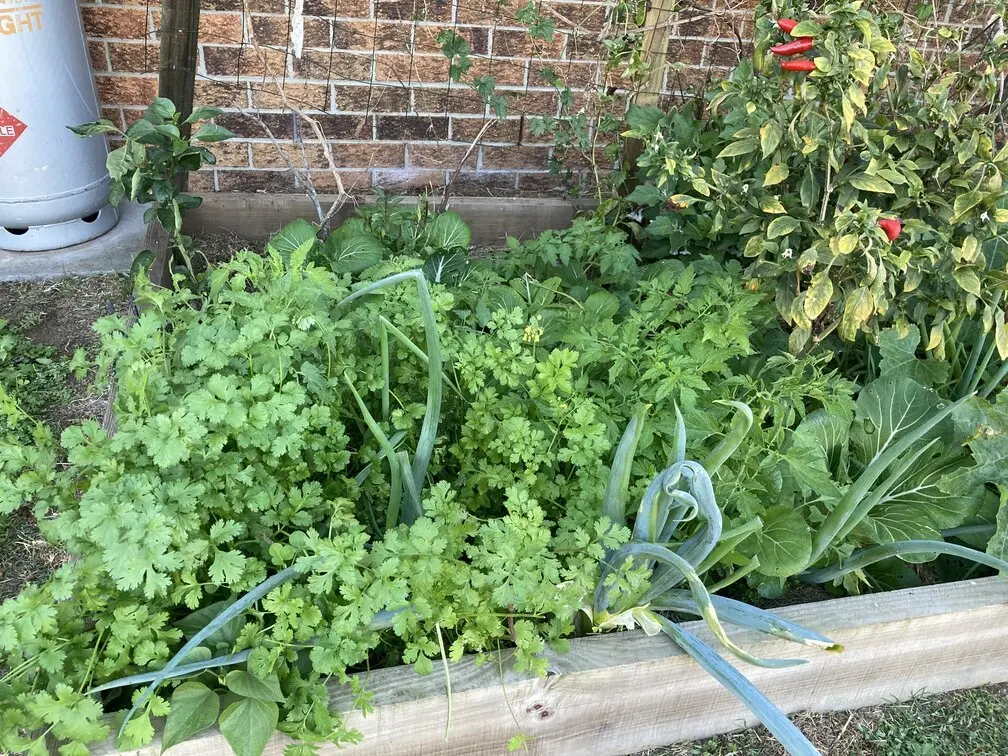 Coriander, Onion, Chili