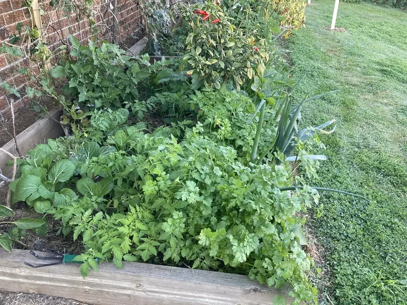 Coriander, Onion and Chili