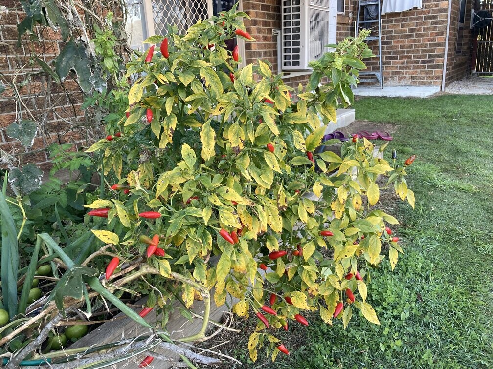 Chilli