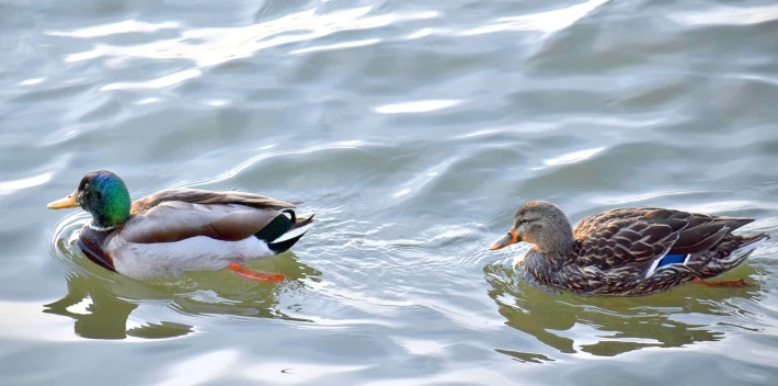 Mr. and Mrs. Mallard