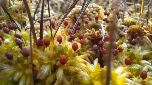 The mysterious world of the swamp. Sphagnum moss. 1st place in the photo contest