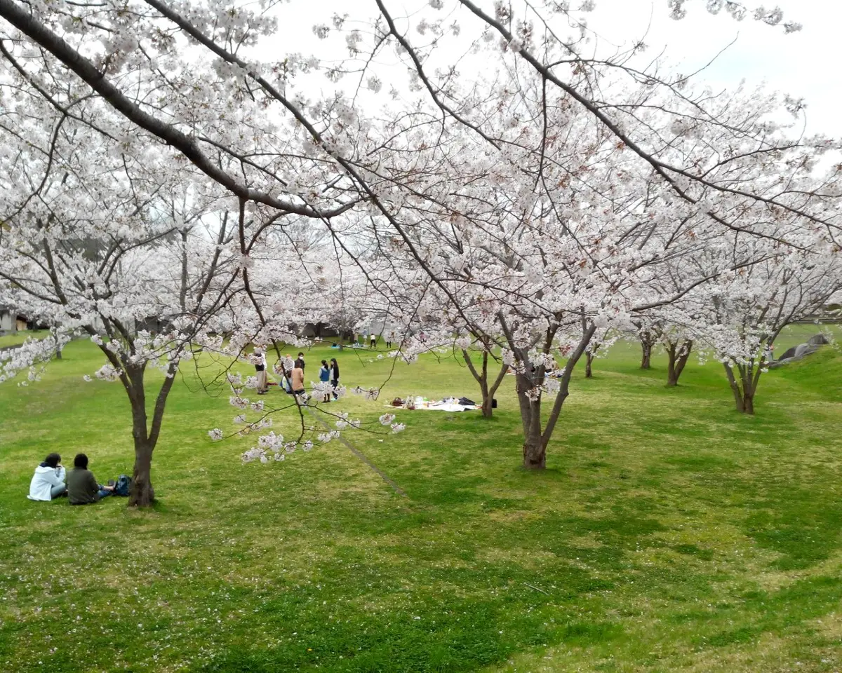 Japanese Cherry Blossom