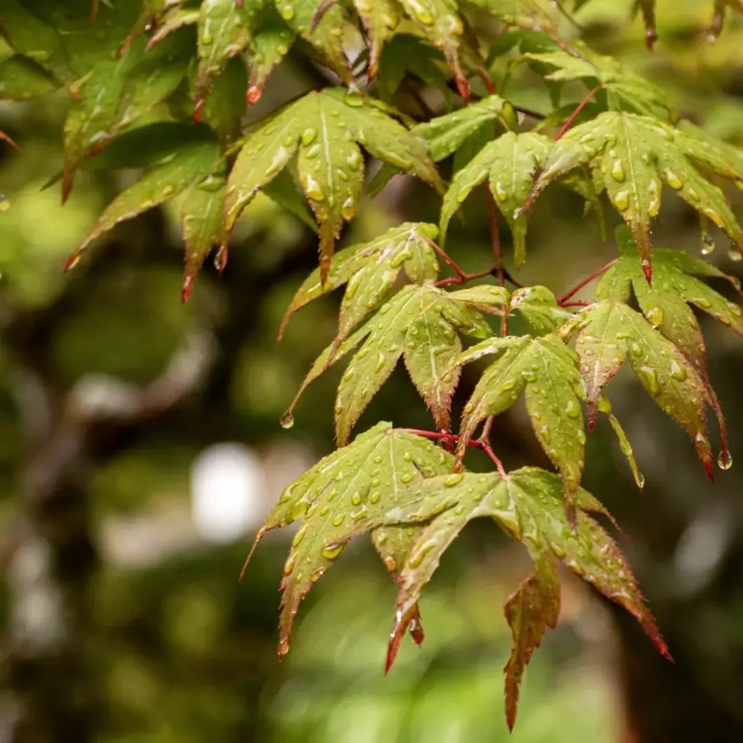 Leaves after rain