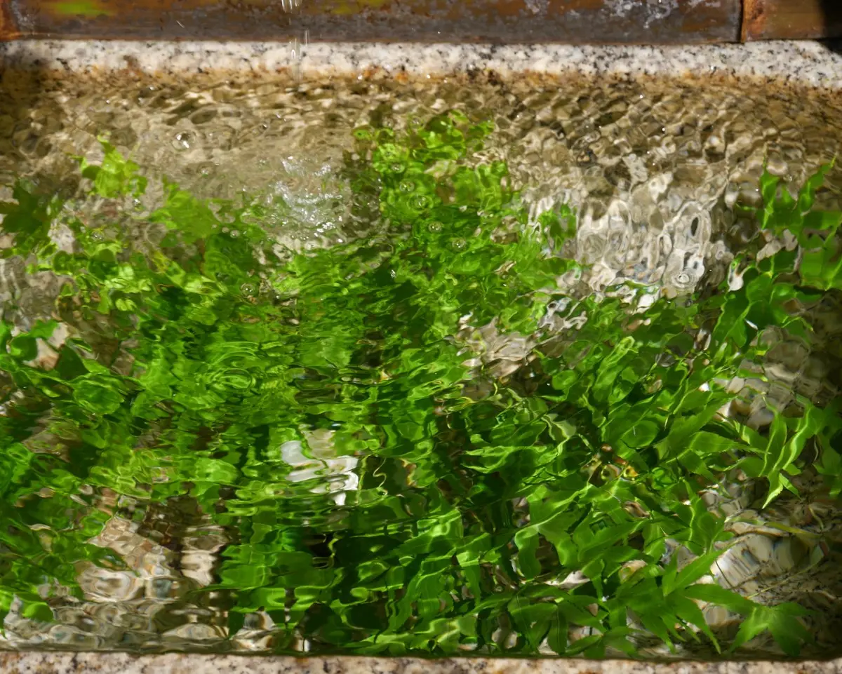 Plants and water