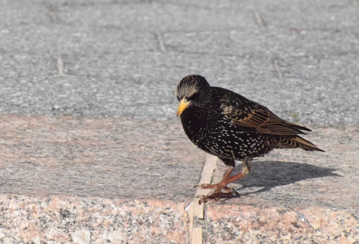 European Starling