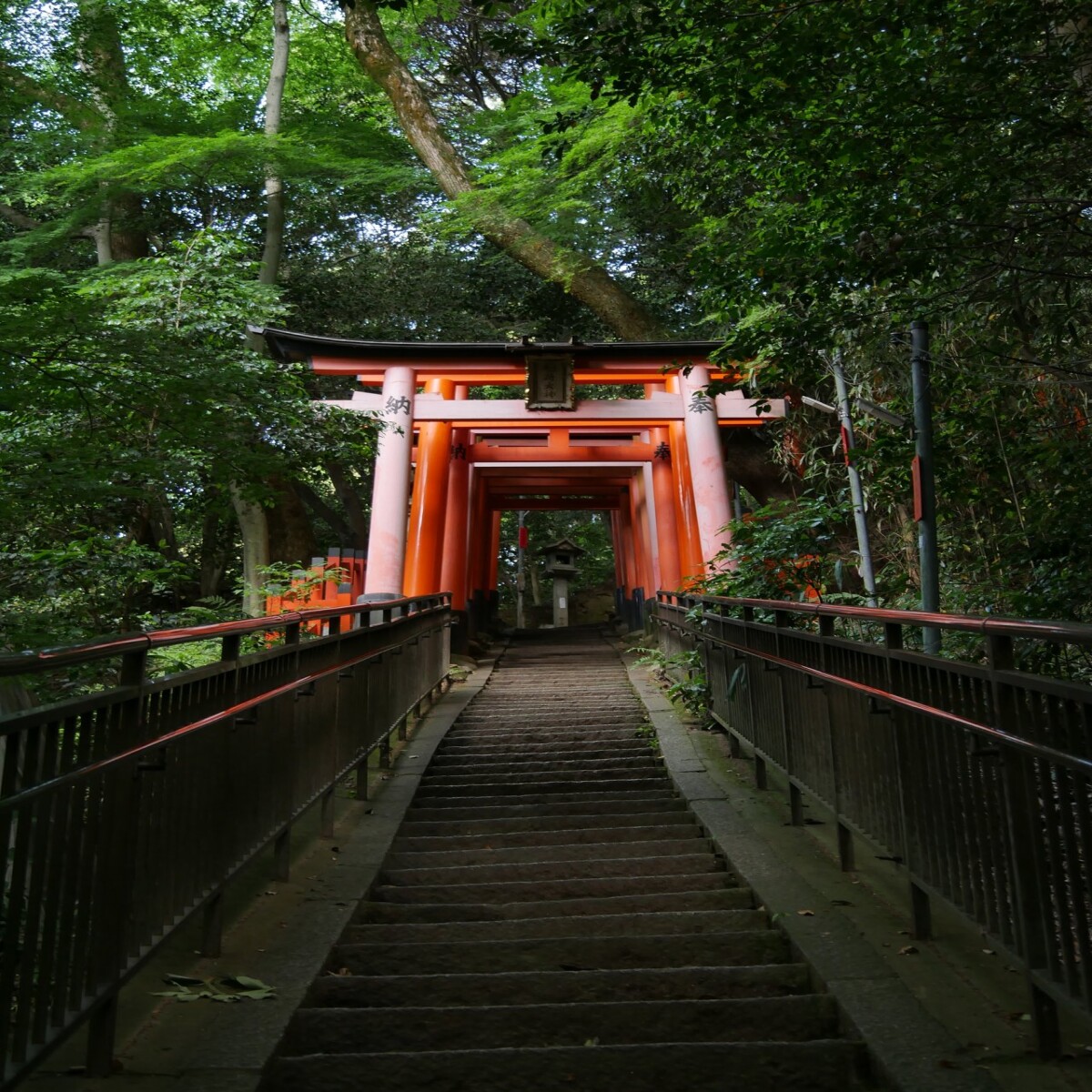 Forest in Japan