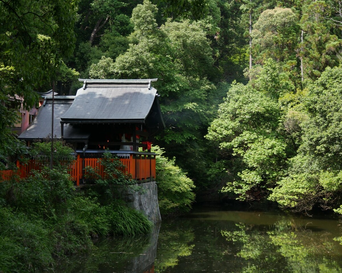 Forest and pond