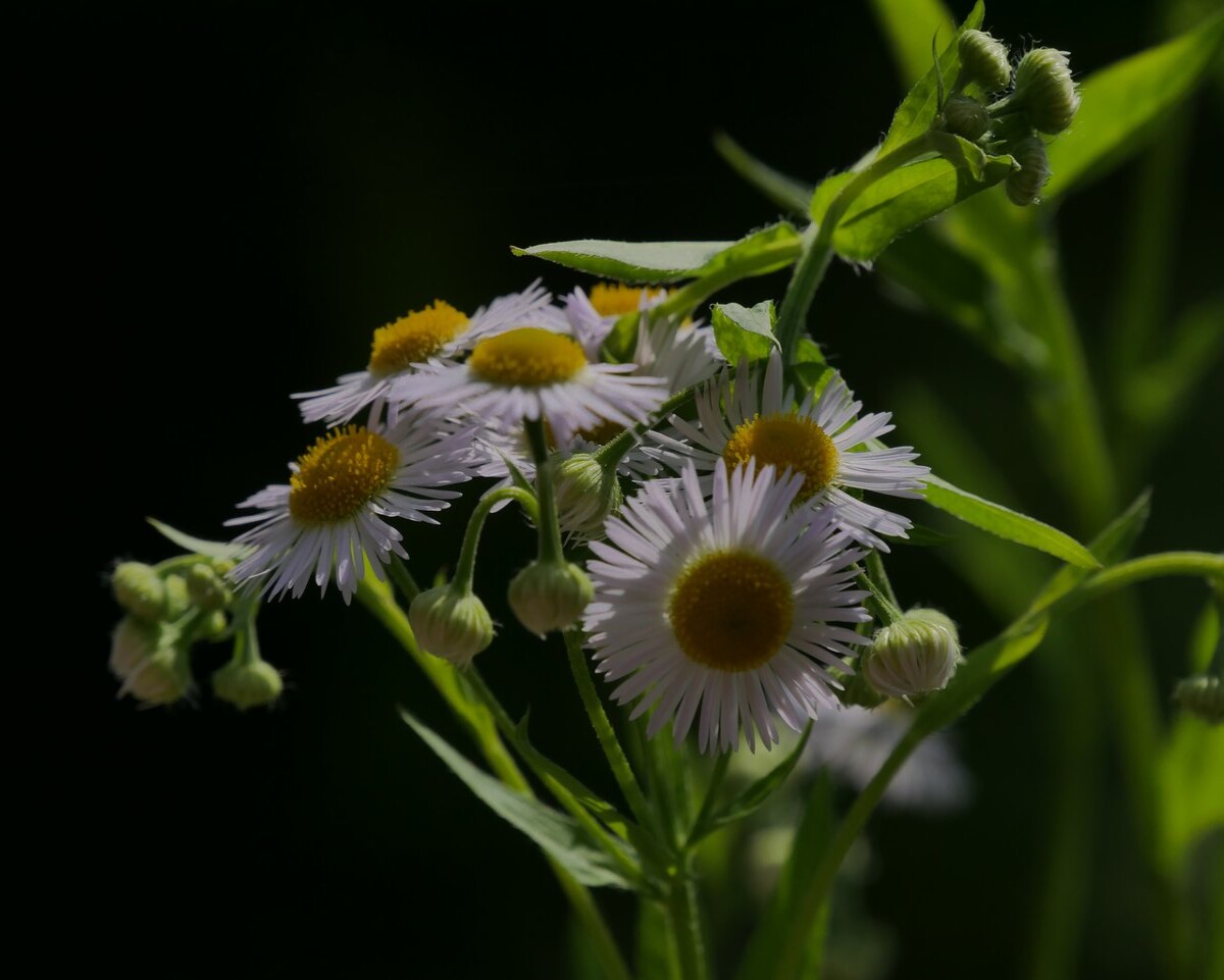 Wild flower