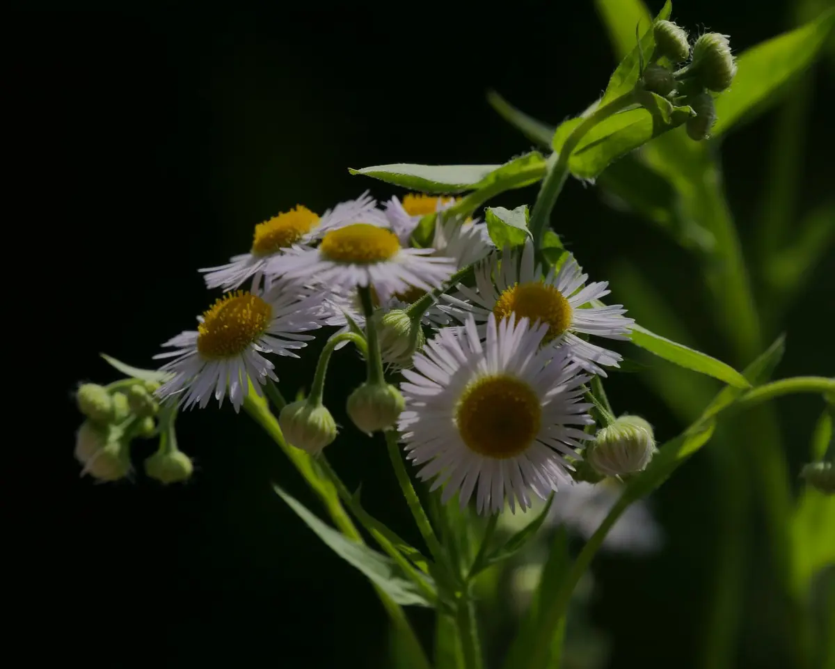 Wild flower