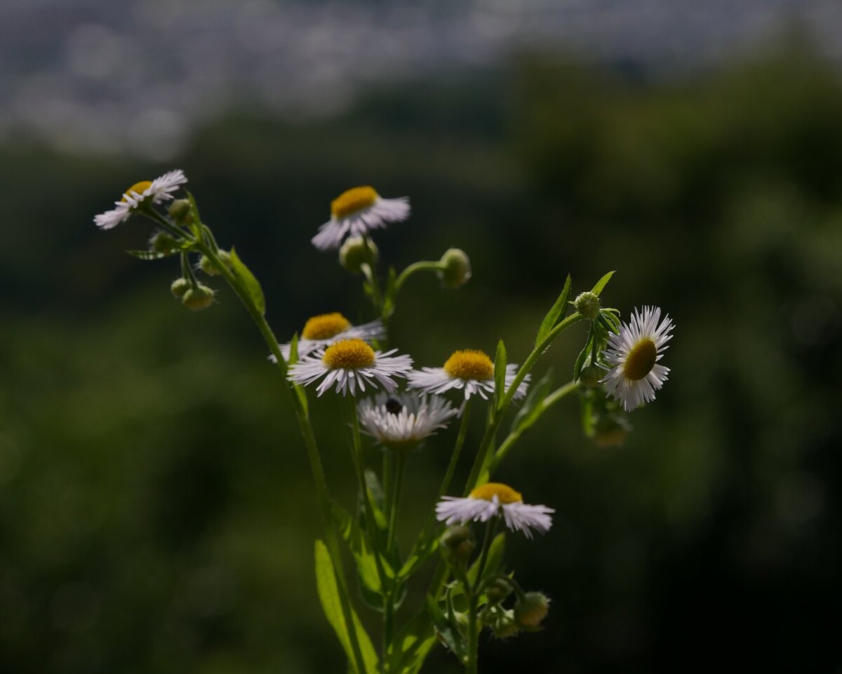 Wild flowers 2