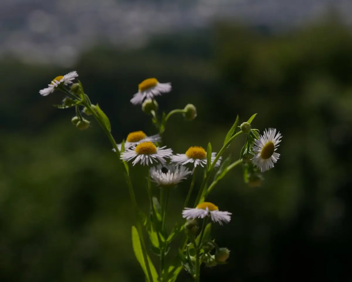 Wild flowers 2
