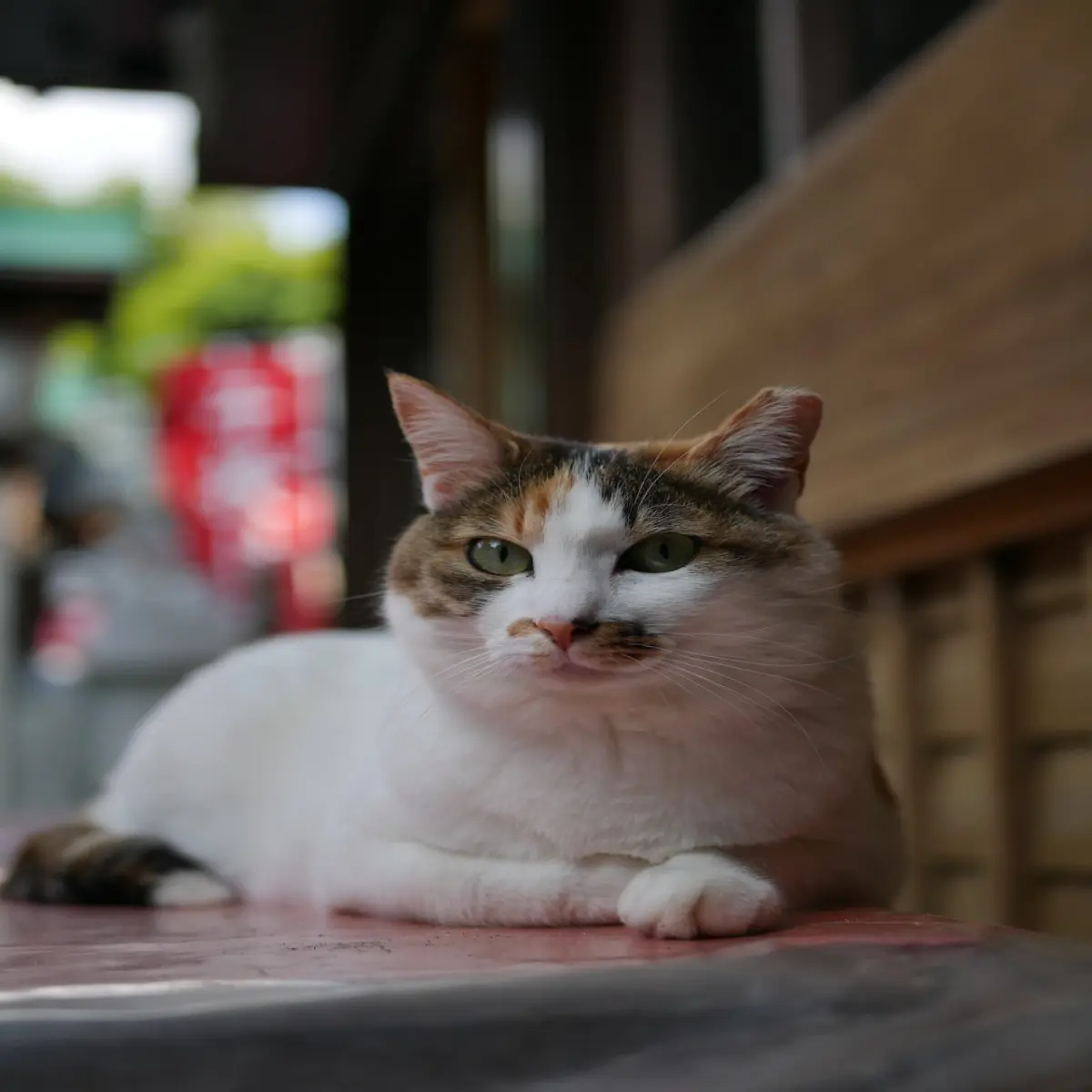 Cat