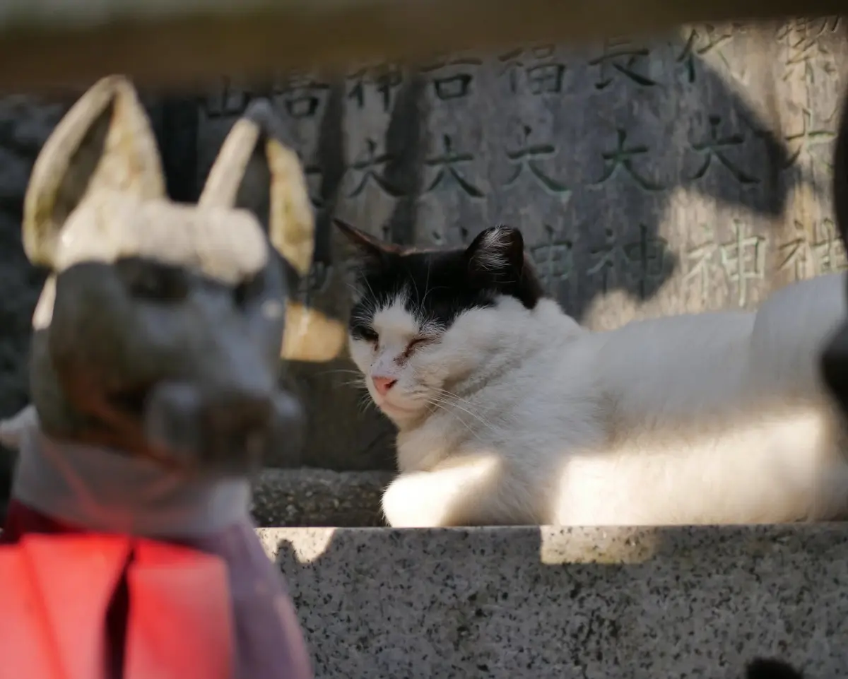 cat and fox statue