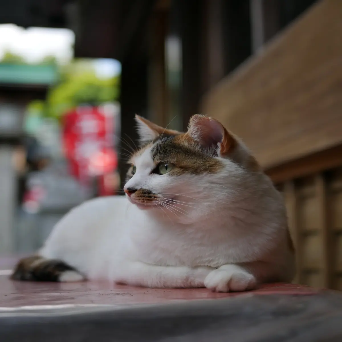 cat