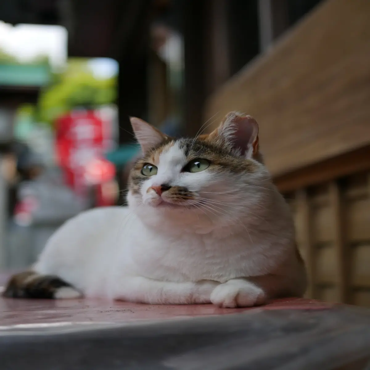 cat