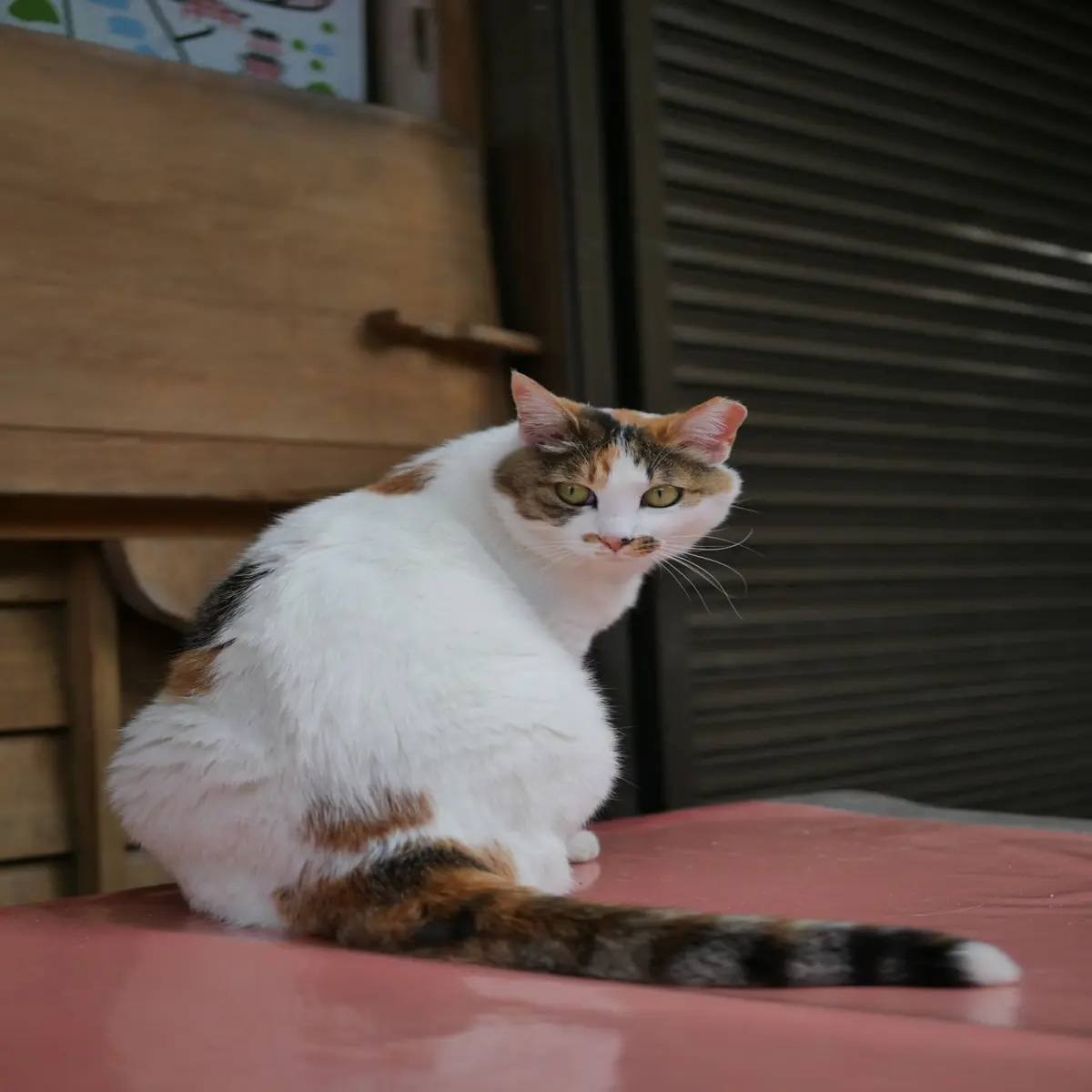 cat