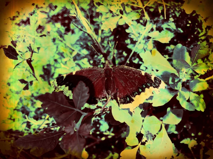 Butterfly