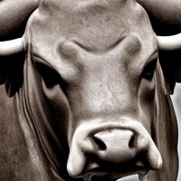 Bitcoin bull