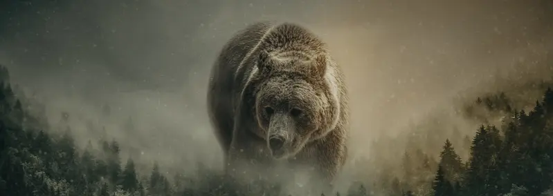 Bear