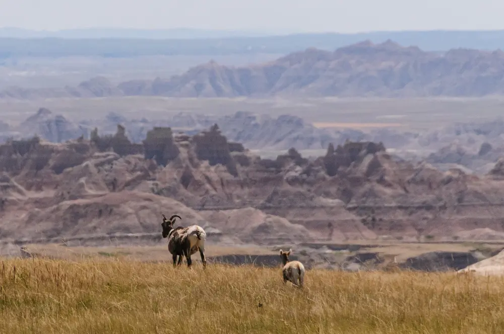 North Dakota Goat