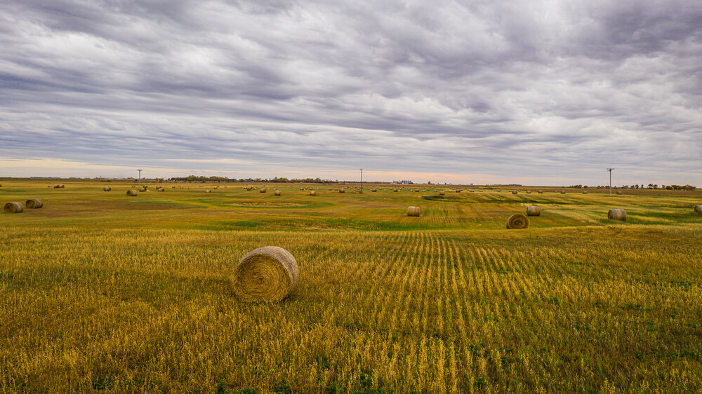 North Dakota Hay