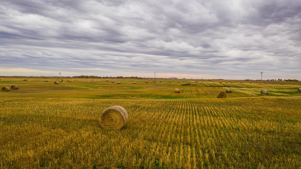 North Dakota Hay