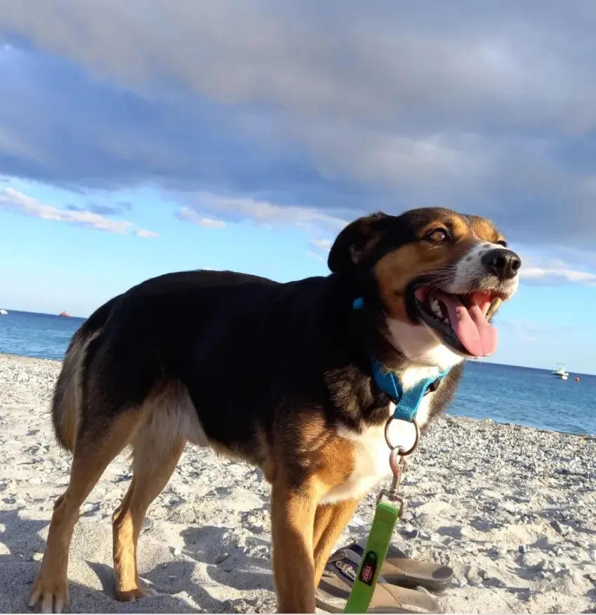 Marley!