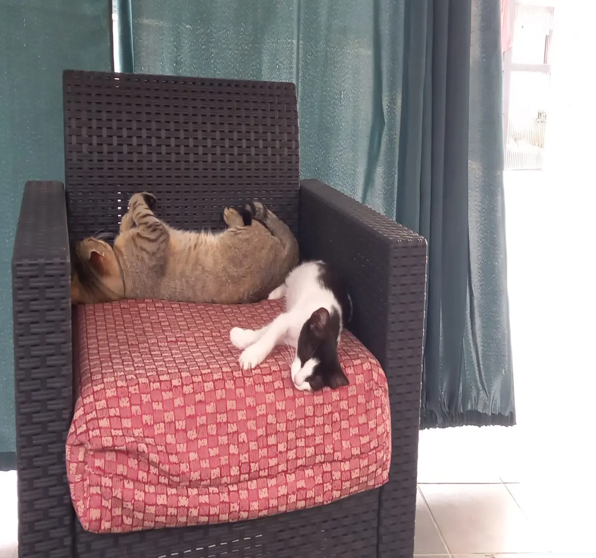 Grigino&Macchia