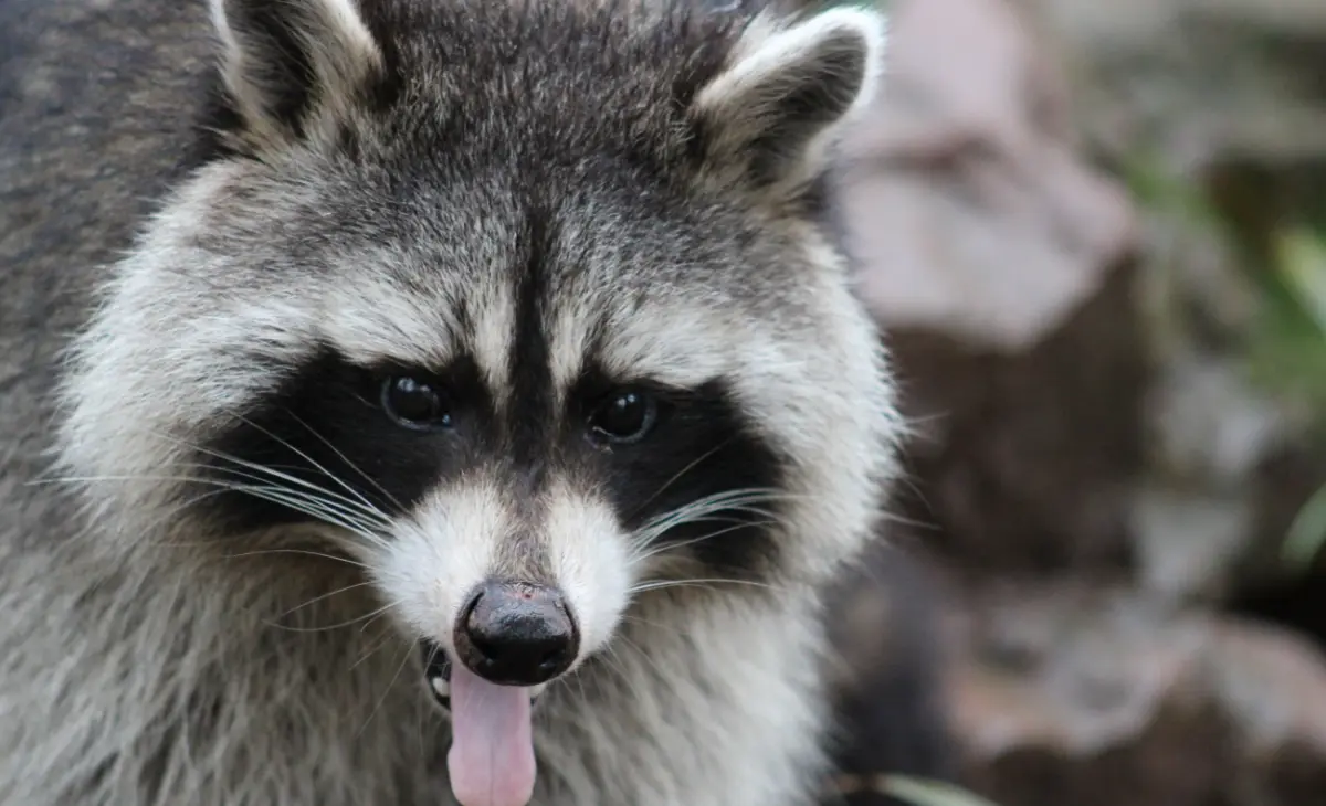 One of the racoons saved by russian army.