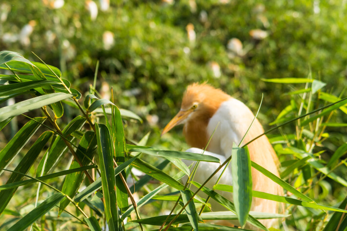 Herons in Petulu